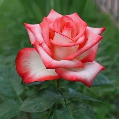 Роза блаш в формате jpg: сохраните красоту на вечность