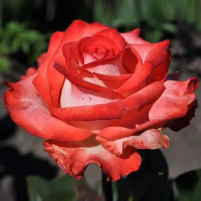 Картинка розы блаш: прекрасное дополнение к вашему домашнему интерьеру