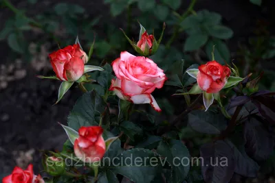 Фото розы блаш: простота и изысканность в одном кадре