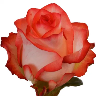 Изображение розы блаш: наслаждайтесь деталями с высоким разрешением