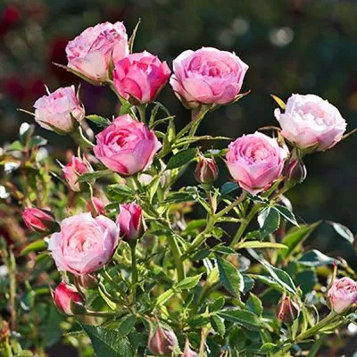 Картинка розы блаш: замечательное подарочное решение для любителей цветов