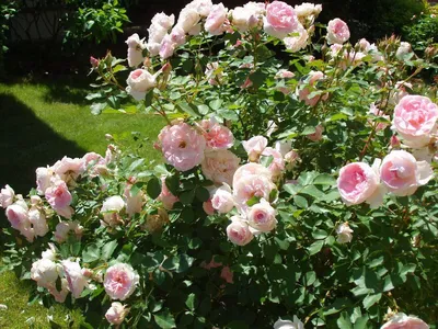 Изображение розы блаш: погрузитесь в нежный мир красоты