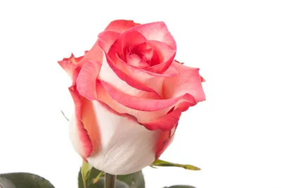 Фото розы блаш: украсьте свой стол или стену неповторимым шедевром природы
