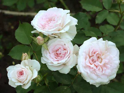 Фотография розы блаш: сохраните впечатления о красоте на всю жизнь