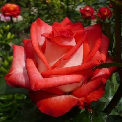 Картинка розы блаш: мягкость и изящество в каждой детали