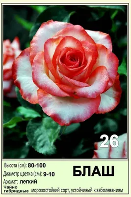 Роза блаш в формате webp: скачивайте уникальные изображения с минимальными потерями качества