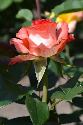 Картинка розы блаш: прекрасное дополнение к вашим фотоальбомам и презентациям