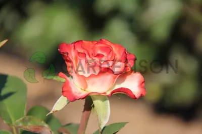 Фотка розы блаш: нежность и чувственность, воплощенные на фото