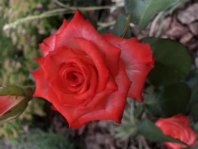 Фотография розы блаш: украсьте свой дом нежным и запоминающимся изображением