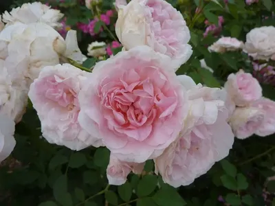 Фотка розы блаш: наслаждайтесь великолепием и чистотой натурального мира