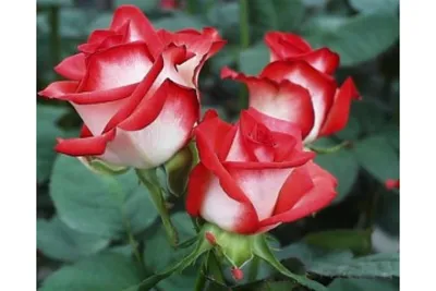 Изображение розы блаш: создайте свою атмосферу красоты и романтики с нашей картинкой