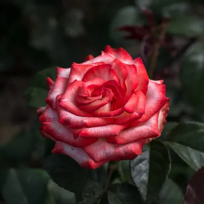 Роза блаш в формате png: дополните свою коллекцию красивых изображений