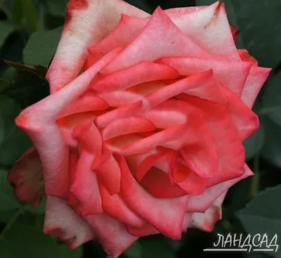 Фотография розы блаш: насладитесь потрясающей палитрой цветов