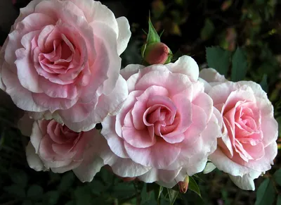 Фотка розы блаш: элегантность, которая приковывает взгляды