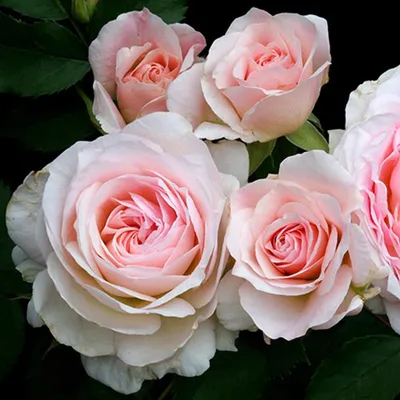Изображение розы блаш: выберите наиболее подходящий формат