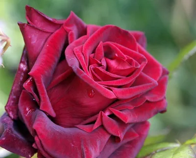 Фотка розы блэк бьюти: различные размеры для скачивания