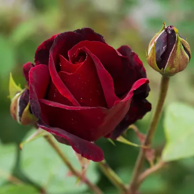Роза блэк бьюти: запечатлела великолепие в формате jpg