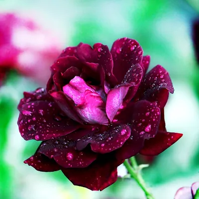 Фото розы блэк бьюти: выберите размер изображения для скачивания