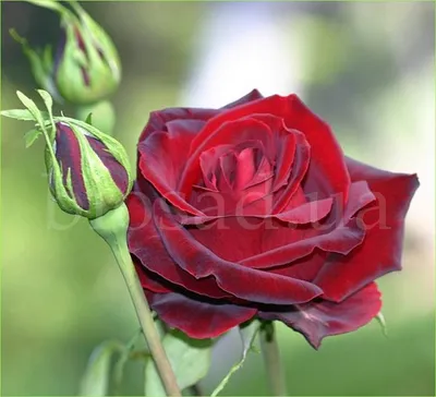 Изображение розы блэк бьюти: доступно скачивание в формате png