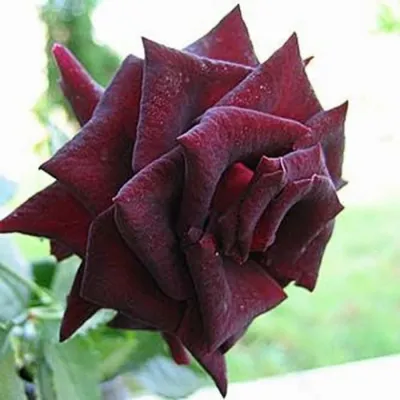 Фотография розы блэк бьюти: высокое качество в формате webp
