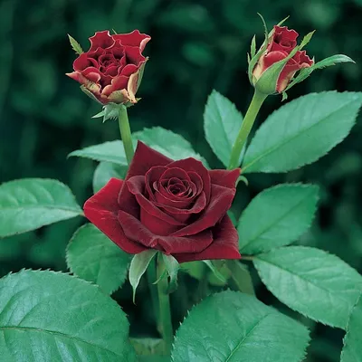 Фото розы блэк бьюти: выберите размер изображения перед загрузкой