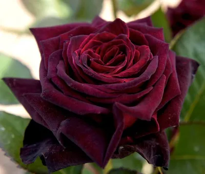 Фотка розы блэк бьюти: доступные размеры для скачивания
