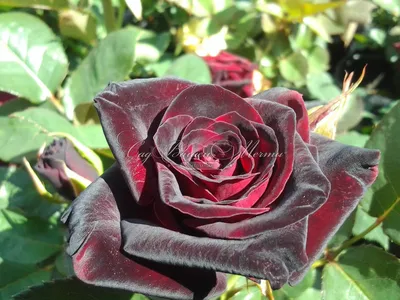 Роза блэк бьюти: красивое фото в формате jpg