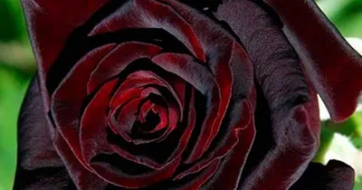 Картинка розы блэк бьюти: выберите формат - jpg, png, webp