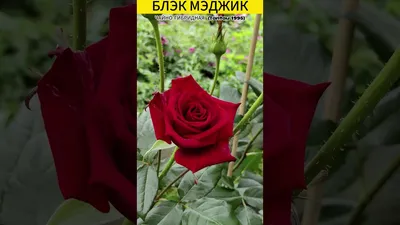 Роза блэк бьюти: шикарное фото в формате jpg