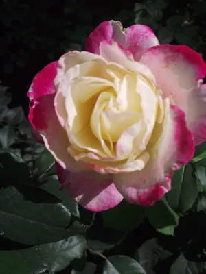 Роза блэк бьюти: качественное фото в формате jpg
