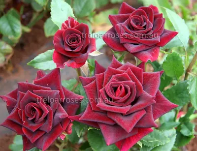 Фотка розы блэк бьюти: различные размеры для скачивания