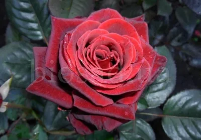 Фото розы блэк бьюти: выберите размер и формат для скачивания