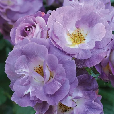 Роза блю фо ю: элегантное изображение с высоким разрешением