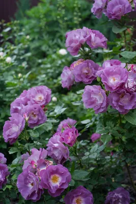 Фотка розы блю фо ю: нежная и утонченная красота