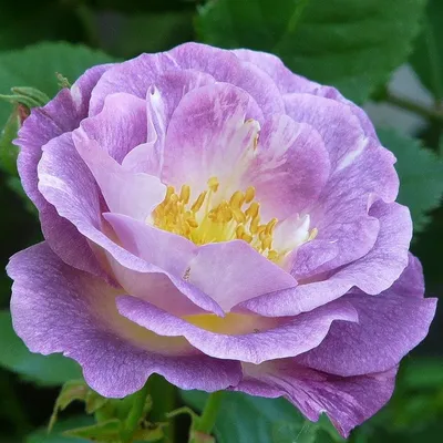 Роза блю фо ю: волшебный сорт с изящными контурами
