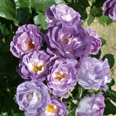 Роза блю фо ю: изысканное фото с идеальной цветовой гаммой
