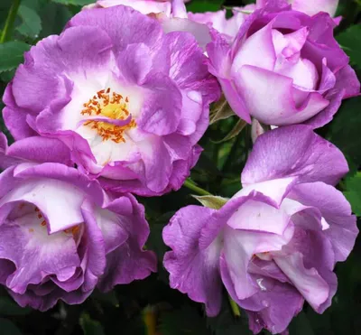 Картина розы блю фо ю: превосходная красота природы
