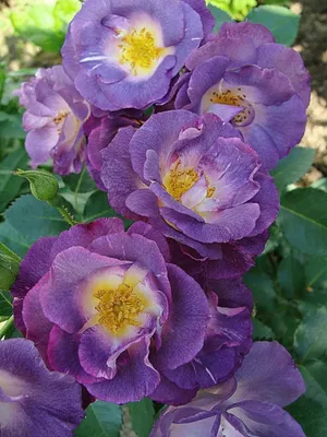 Изображение розы блю фо ю: предельно реалистичное и роскошное