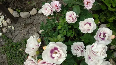 Фотография розы блю фо ю: испытайте восхитительный аромат
