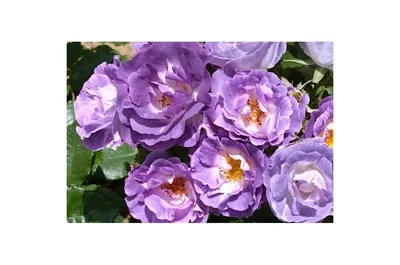 Роза блю фо ю: фото с нежными оттенками и яркими контрастами