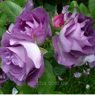 Роза блю фо ю: изображение с нежным розовым оттенком