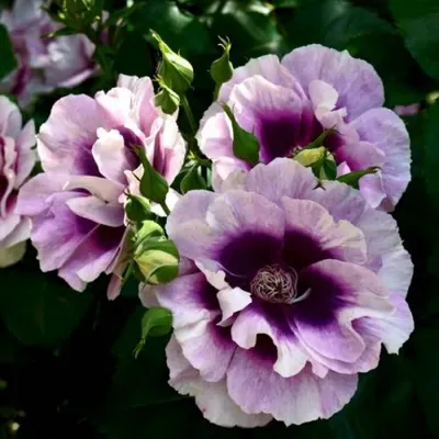 Роза блю фо ю: скачивайте качественные фотографии с различными вариантами расцветки