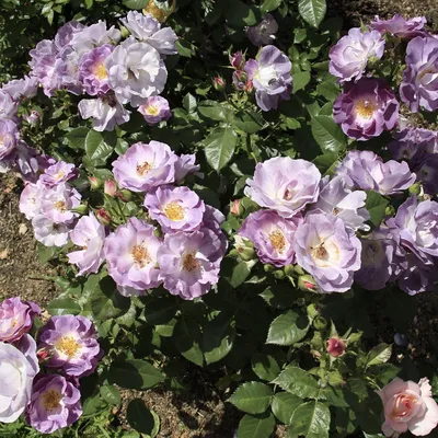 Роза блю фо ю: удивительный сорт в форматах jpg, png и webp