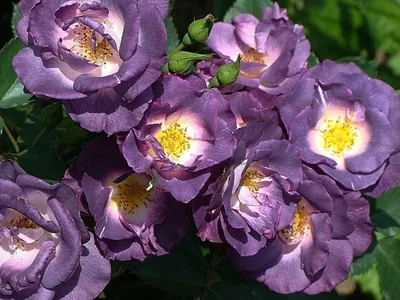 Фотография розы блю фо ю: великолепный кадр сочных лепестков