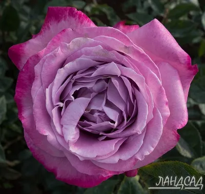 Фото розы Роза блю ривер в формате jpg