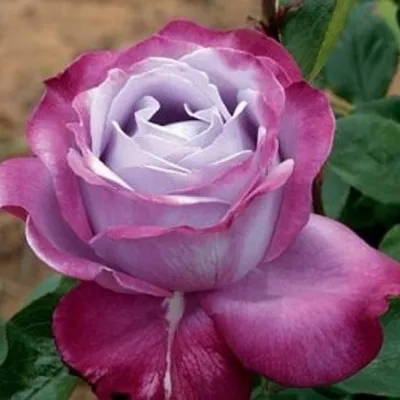 Изображение розы Роза блю ривер в формате webp для загрузки