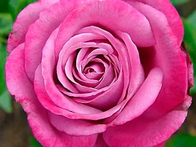 Картинка розы Роза блю ривер с разными возможными размерами