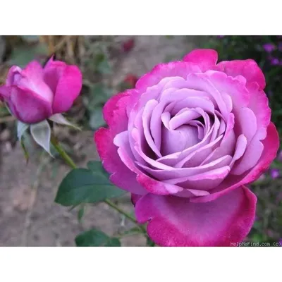 Роза блю ривер: фото в формате jpg для скачивания