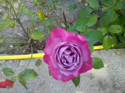 Фото розы Роза блю ривер с прекрасными деталями