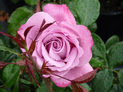 Изображение розы Роза блю ривер с возможностью выбора формата